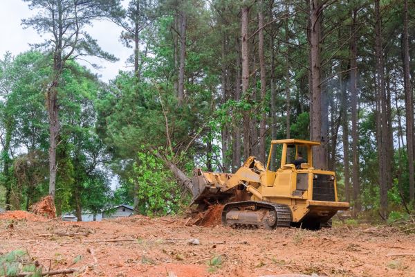 Forestry Clearing in Flagstaff