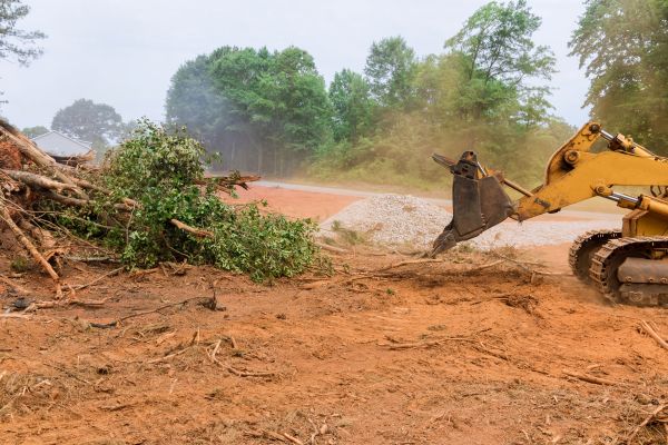 Ground Clearing in Flagstaff
