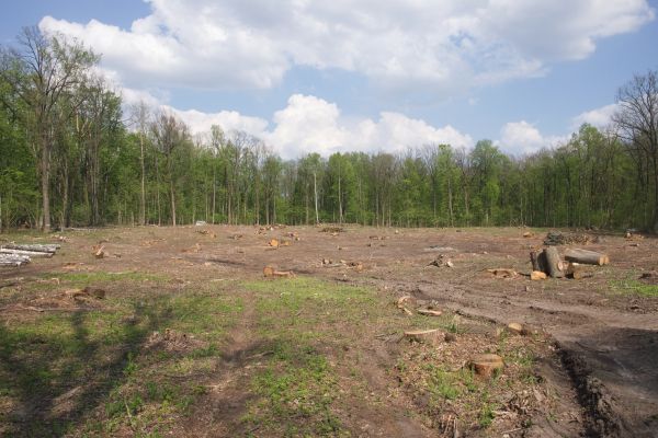 Pasture Clearing in Flagstaff
