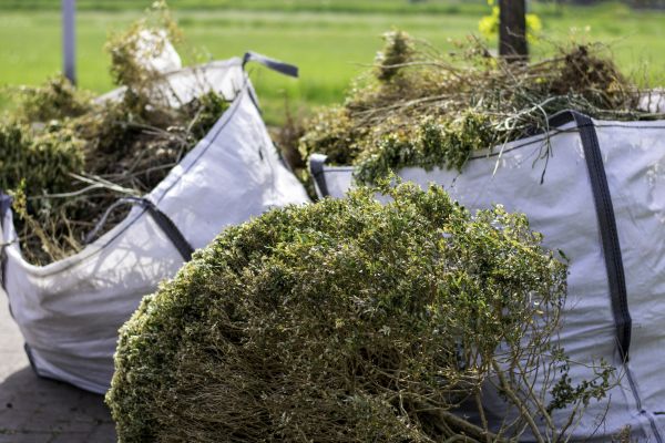 Bushes Clearing in Flagstaff
