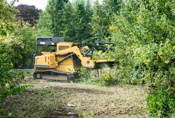 Pathway Clearing in Flagstaff
